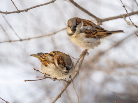 Two Sparrows sits on a branch without leaves. Sparrow on a branch in the autumn or winterの写真素材