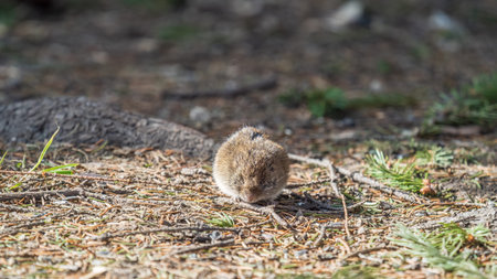A closeup of a common vole on the ground with a blurry background. Common Vole, Microtus arvalis, in...