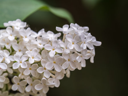 White Blooming Lilac Flowers in spring. Branches with spring lilac flowersの写真素材