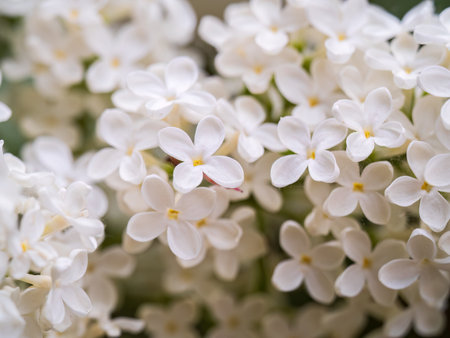 White Blooming Lilac Flowers in spring. Branches with spring lilac flowersの写真素材