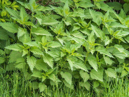 The nettle, Urtica dioica, with green leaves grows in natural thickets. Medicinal wild plant nettle. Nettle grass with fluffy green leaves. Nettle herb grows in the ground.の写真素材