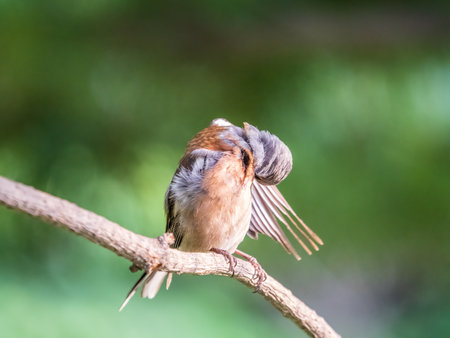 Common chaffinch sits on a branch in spring on green background. Beautiful songbird Common chaffinch in wildlife. The common chaffinch or simply the chaffinch, latin name Fringilla coelebs.の写真素材