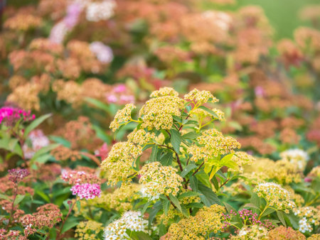 Flowers of Spiraea japonica double play pink, the Japanese meadowsweet, Japanese spiraea or Korean...