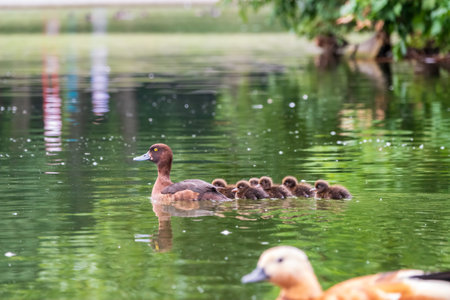 Female Tufted duck swims with her ducklings in green lake water. A beautiful female Tufted Duck, Aythya fuligula, swimming in lake with her cute babies. The duck takes care of its newborn ducklings.の写真素材