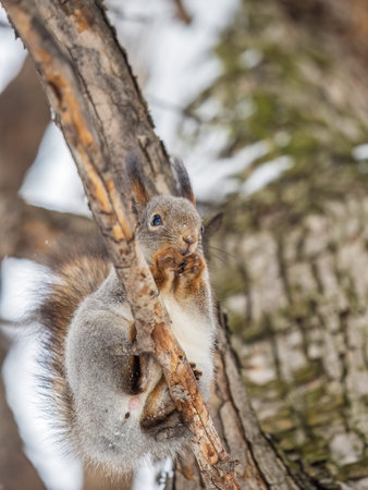 The squirrel with nut sits on tree in the winter or late autumn. Eurasian red squirrel, Sciurus...