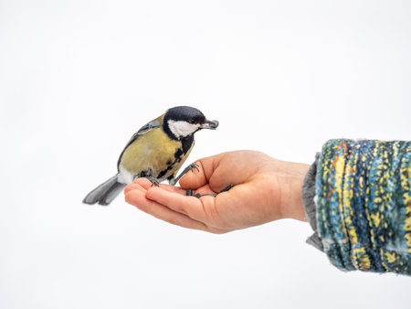 The Great tit eats seeds from a palm of little boy. A tit bird sitting on the hand and eating seeds. Hungry bird Great tit eating seeds from a hand during autumnの写真素材