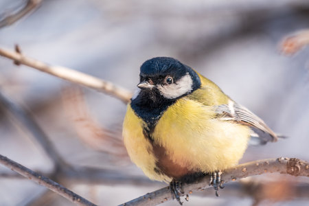 Cute bird Great tit, songbird sitting on a branch without leaves in the autumn or winter. Parus majorの写真素材