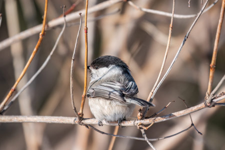 Cute bird The willow tit, song bird sitting on a branch without leaves in the winter. Willow tit perching on tree in winter. The willow tit, lat. Poecile montanus.の写真素材