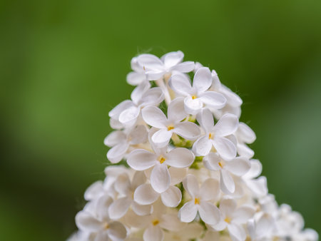White Blooming Lilac Flowers in spring. Branches with spring lilac flowersの写真素材