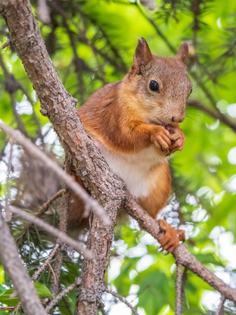 The squirrel with nut sits on a branches in the spring or summer. Eurasian red squirrel, Sciurus...