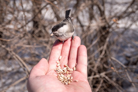A willow tit sits on hand and eats seeds. Hungry bird willow tit eating seeds from a hand in winter or autumn. Caring for animals in winter or autumn.の写真素材