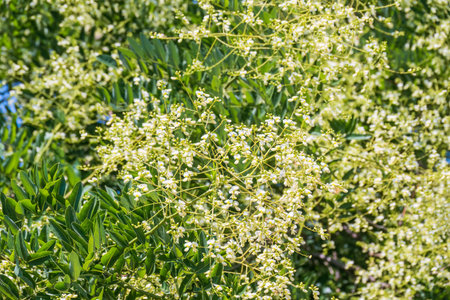 Acacia branch Robinia pseudoacacia is abundant blooming with white flowers. False acacia. Robinia leaves and flowers, Robinia pseudoacacia, in summer.の写真素材