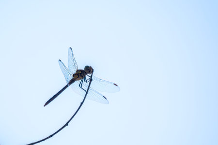A large dragonfly sits on a branch on a blue sky. A large dragonfly has folded its transparent wings and looks carefully around, sitting on a wooden stick, resting before the flightの写真素材