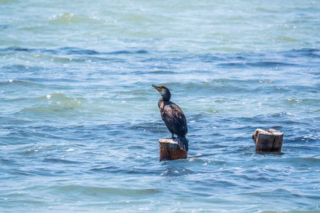 Black cormorant sits on a old sea pier. The great cormorant, Phalacrocorax carbo, known as the great black cormorant, or the black shag.の写真素材