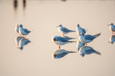 Flock of Seagulls, The European herring gull, swims on the calm lake shore in sunset. Seagulls swim and stand in the water on the lake shoreの写真素材