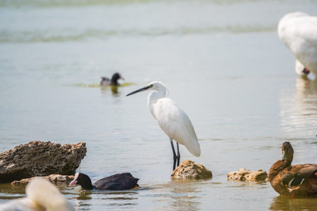 The small white heron or Little egret stands in the lake. Small White Heron, lat. Egretta garzetta,...