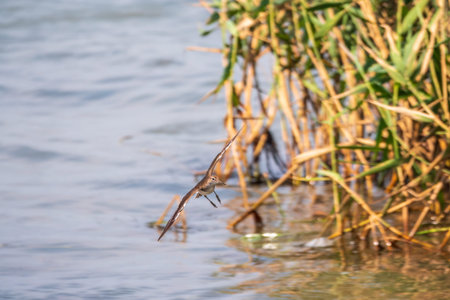 Common sandpiper, Actitis hypoleucos, flying over lake water. The common sandpiper, Actitis...