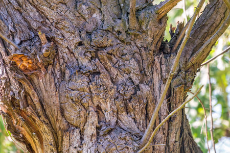 Poplar tree bark with wooden texture nature background. Texture of the bark of old poplar tree. Cracked bark, embossed texture of the poplarの写真素材