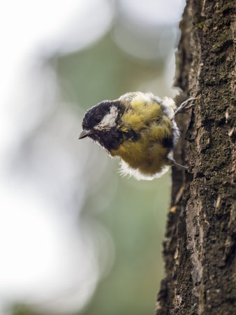 Cute bird Great tit, songbird sitting on the tree trunk in autumn. The Great tit, latin name Parus majorの写真素材