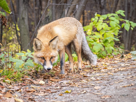 The red fox Vulpes vulpes walks along a path in autumn forest.