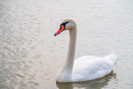 Graceful white Swan swimming in the lake, swans in the wild. Portrait of a white swan swimming on a lake. The mute swan, latin name Cygnus olor.の写真素材