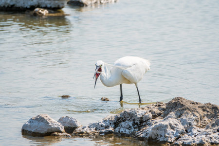 The small white heron or Little egret stands in the lake with fish in its beak. Small White Heron,...
