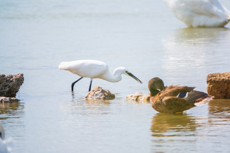 The small white heron or Little egret stands in the lake with fish in its beak. Small White Heron, lat. Egretta garzetta, looking at fish in shallow waterの写真素材