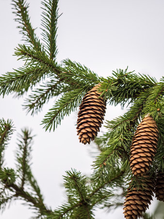 Green spruce branches with needles and cones in autumn. Green Fir branch with needles and conesの写真素材