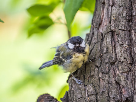 Cute bird Great tit, songbird sitting on the tree trunk in autumn. The Great tit, latin name Parus majorの写真素材
