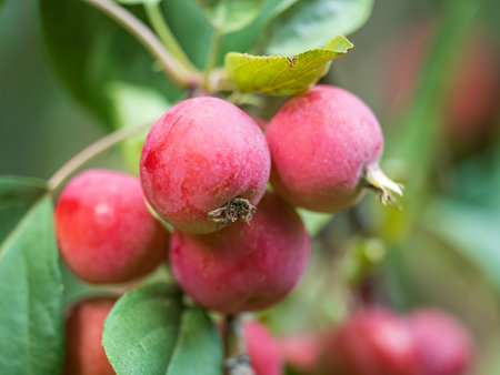 Bright red small wild apples among the yellow leaves in autumn. A bunch of wild apple tree with small bright red apples and green and yellow leaves is in a park in autumn.の写真素材