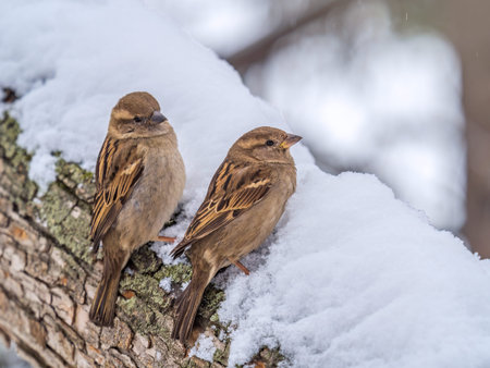 Two Sparrows sits on a branch without leaves. Sparrows on a branch in the autumn or winter