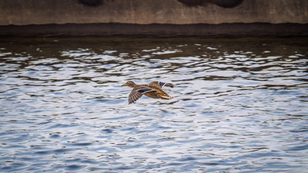 One duck flying over a river, with reflection on the water. Mallard Duck, femaleの写真素材