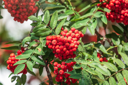 A bunch of red rowan in autumn leaves. Autumn bright red rowan berries with leavesの写真素材