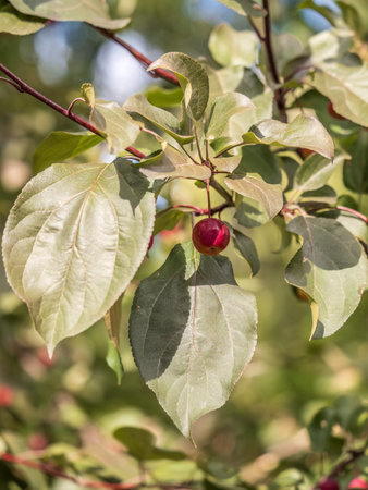 Bright red small wild apples among the yellow leaves in autumn. A bunch of wild apple tree with...
