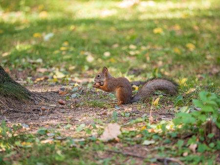 Squirrel with nut sits on green grass with fallen yellow leaves in autumnの写真素材