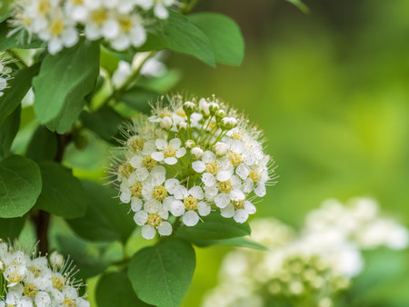 Spiraea chamaedryfolia or germander meadowsweet or elm-leaved spirea white flowers with green background. Magnificent shrub Spiraea chamaedryfoliaの写真素材