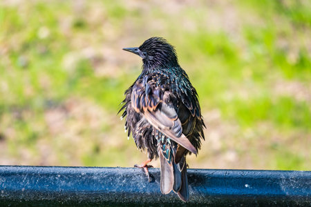 The common starling or Sturnus vulgaris or the European starling is a medium-sized passerine bird in...