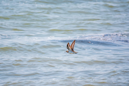 Common sandpiper, Actitis hypoleucos, flying over lake water. The common sandpiper, Actitis...