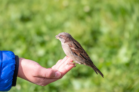 The boy feeds the birds with seeds from his hand. Sparrow eats seeds from the boy's hand The Sparrow sits on boy's hand.の写真素材