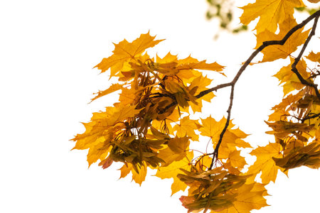 Autumn green, yellow and orange maple leaves isolated on a white background. Autumn maple leaves...