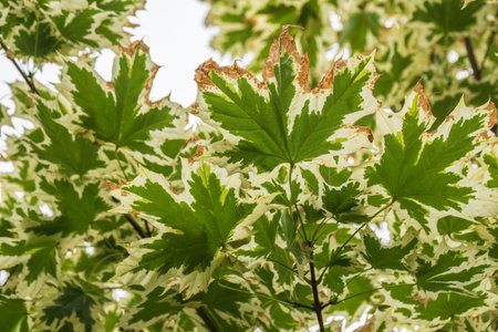 Green and white foliage of Norway Maple 'Drummondii' - Acer platanoides Variegata. close-up of maple...