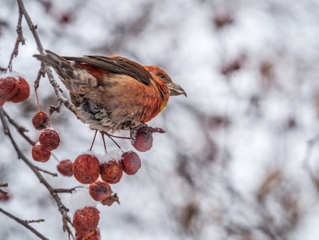 Red Crossbill male sitting on the tree branch and eats wild apple berries. Crossbill bird eats berries. The red crossbill or common crossbill, latin name Loxia curvirostraの写真素材