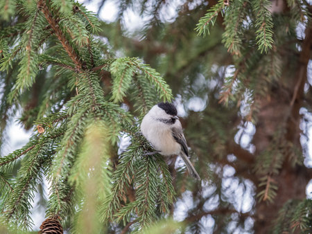 Cute bird The willow tit, song bird sitting on the fir branch. Willow tit perching on tree in winter. The willow tit, lat. Poecile montanus.の写真素材
