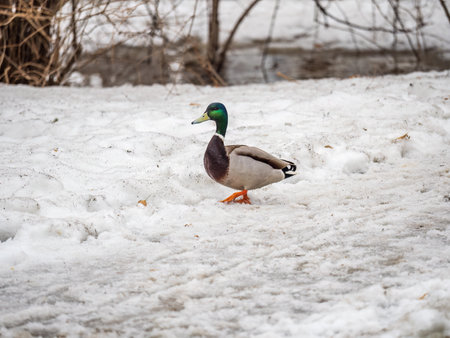 Male duck sits on the white snow. Mallard, lat. Anas platyrhynchos.の写真素材