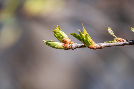 Green bushes with young leaves in the sunset. Background springtime image.の写真素材