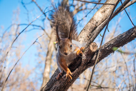 The squirrel sits on a branch in the spring or summer. Eurasian red squirrel, Sciurus vulgarisの写真素材