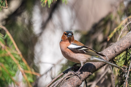Common chaffinch sits on a tree. Beautiful songbird Common chaffinch in wildlife. The common chaffinch or simply the chaffinch, latin name Fringilla coelebs.の写真素材