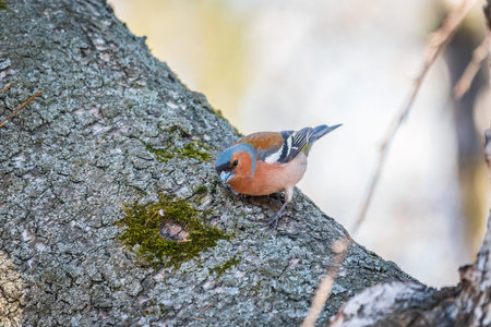 Common chaffinch sits on a tree. Beautiful songbird Common chaffinch in wildlife. The common...