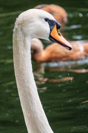Portrait of a graceful white swan with long neck on dark water background. The mute swan, Cygnus olorの写真素材