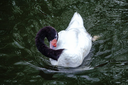The black-necked swan Cygnus melancoryphus, is a swan that is the largest waterfowl native to South America. Body plumage is white with black neck and head and grayish bill and white stripe behind eyeの写真素材
